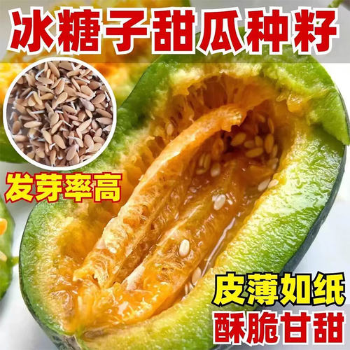 方震甜瓜种子冰糖甜瓜种子