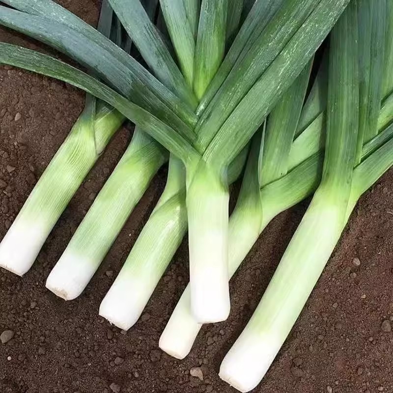 四季蒜苗韭葱种子耐寒青蒜海蒜洋大蒜种孑庭院盆栽高产大田蔬菜籽