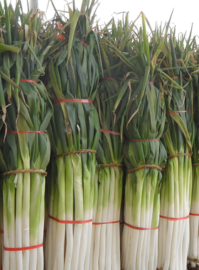 长白条大葱种子四季可种好种耐寒种籽当季农家蔬菜种孑耐热与抗寒