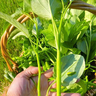 方震三叉空心菜种子种籽苗带根大叶蔬菜苗秧种孑四季通菜盆栽