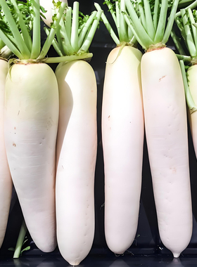 九斤王白萝卜种子春秋冬四季播种蔬菜籽种庭院大田种植长白萝卜孑