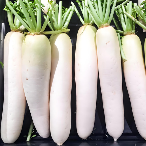 白萝卜种子中熟萝卜种籽