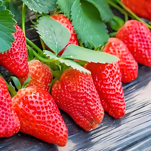 方震奶油草莓种子四季播种阳台盆栽水果蔬菜种籽子