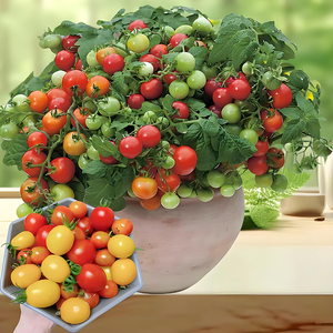 四季小番茄种子千禧圣女果矮生西红柿阳台庭院盆栽种籽孑水果种籽