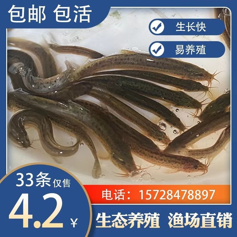 台湾泥鳅苗小泥鳅鲜活宠物鱼龙鱼乌龟筏钓小鱼淡水活体饲料鱼包邮,宠物/宠物食品及用品,鱼,淘宝优惠券,粉丝福利购,淘宝优惠卷