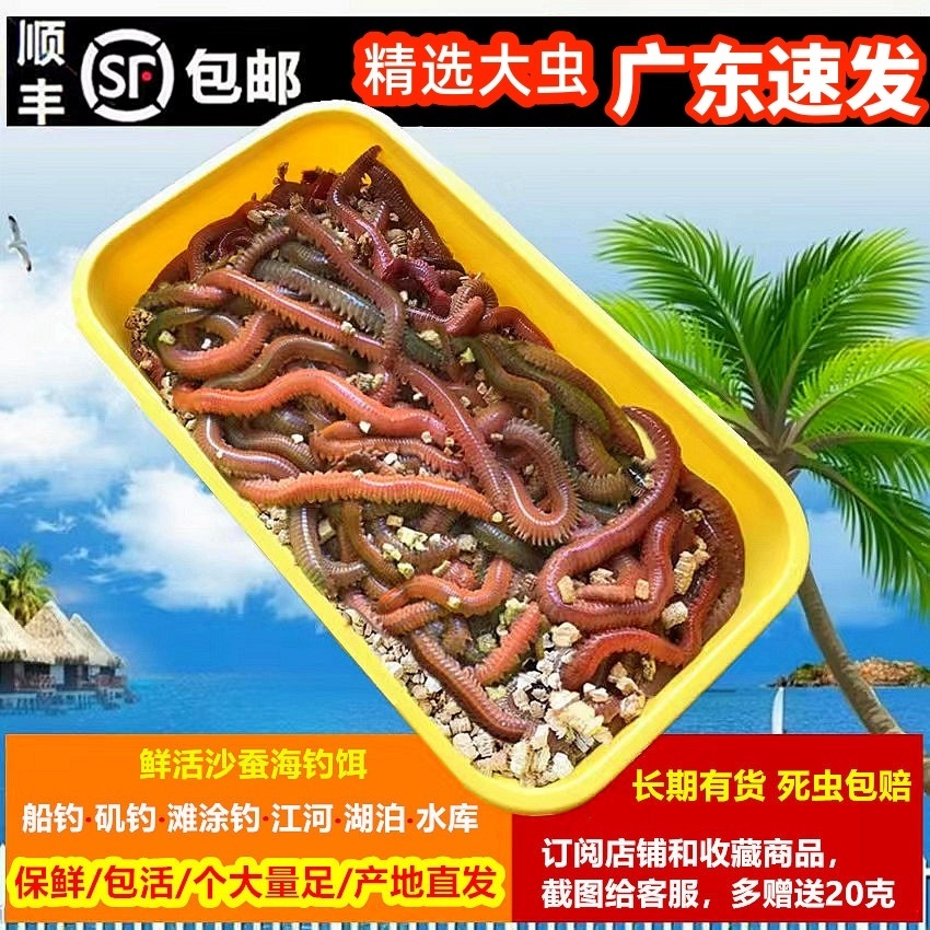 沙蚕 活饵包邮顺丰海钓海蜈蚣红虫青虫船钓滩涂钓矶钓万能鱼饵