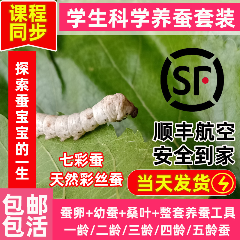 蚕宝宝学生养蚕套装活体春蚕卵籽彩色茧幼虫活物大蚕新鲜桑叶顺丰