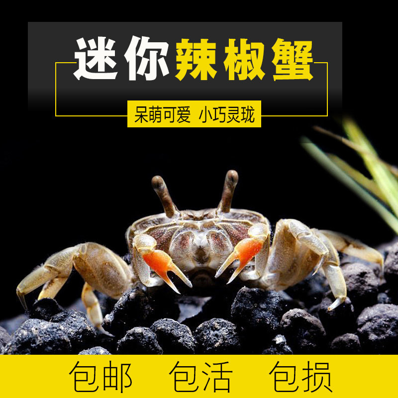 迷你蟹辣椒蟹宠物鱼缸观赏蟹淡水活体草缸可深水养殖小螃蟹除藻蟹,宠物/宠物食品及用品,蟹,淘宝优惠券,粉丝福利购,淘宝优惠卷