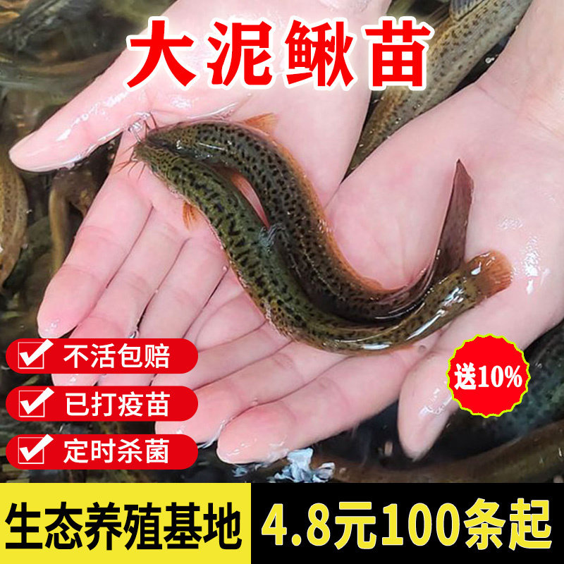 台湾泥鳅苗观赏鱼圆鳅水族活体喂食饲料鱼鲜活饵台鳅乌龟淡水鱼苗,宠物/宠物食品及用品,鱼,淘宝优惠券,粉丝福利购,淘宝优惠卷