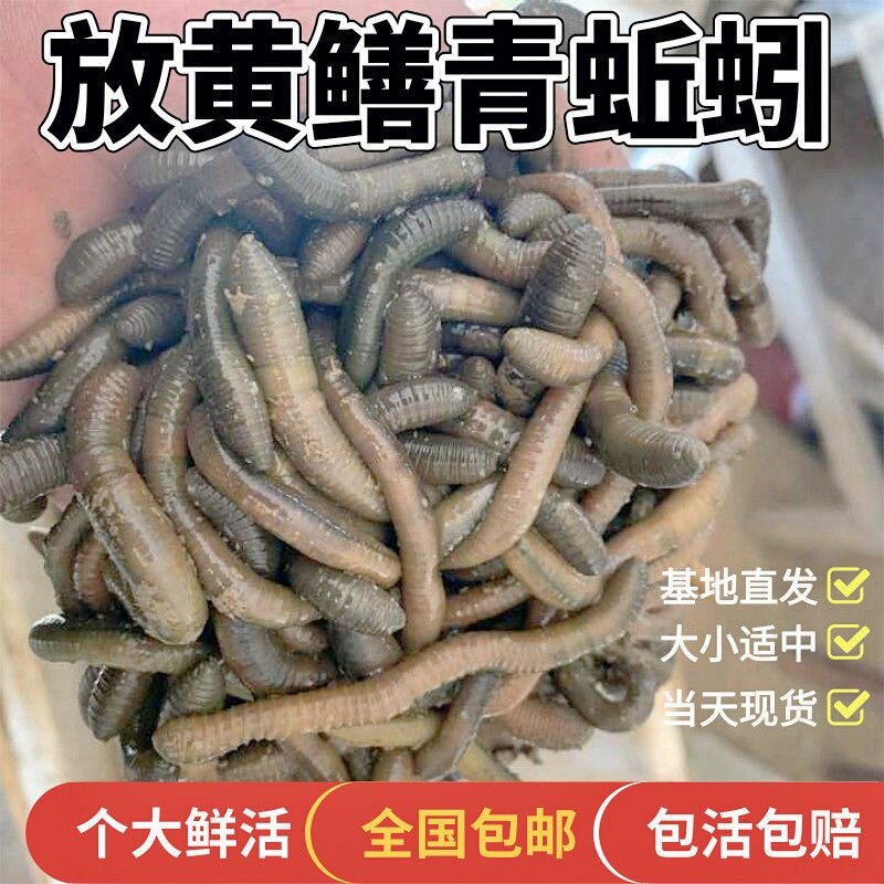 黑蚯蚓钓黄鳝蚯蚓青蚯蚓鲜蚯蚓鳝鱼蚯蚓大蚯蚓活蚯蚓鱼饵蚯蚓