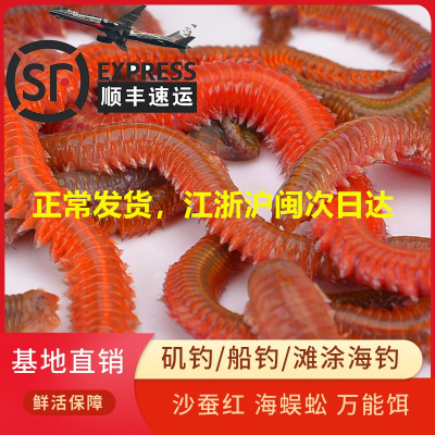沙蚕 活饵包邮海蜈蚣海蚯蚓青虫活饵海钓饵鲤鱼饵 野钓海钓活沙蚕