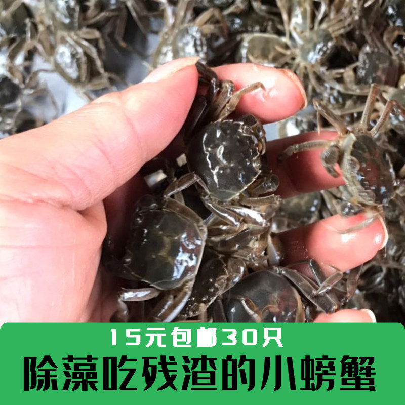 淡水蟹苗观赏小螃蟹河蟹狗头河豚乌龟宠物蟹深水蟹活体爬宠迷你蟹,宠物/宠物食品及用品,蟹,淘宝优惠券,粉丝福利购,淘宝优惠卷