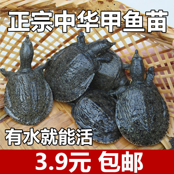 正宗外塘放养中华鳖生态小甲鱼苗活体王八水鱼团鱼老龟鳖观赏食用,宠物/宠物食品及用品,龟/鳖,淘宝优惠券,粉丝福利购,淘宝优惠卷