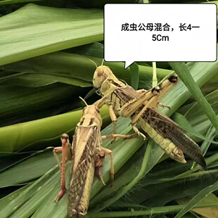 活蚂蚱，活体东亚飞，公蚂蚱，蚂蚱卵，胡蜂土蜂，画眉鸟活食虫