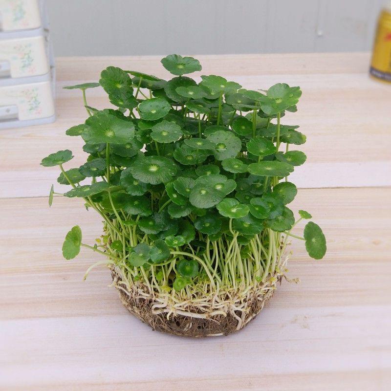 睡莲盆栽带花苞黑美人四季开花室内阳台水培花苗荷花植物水养花卉