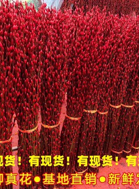 银柳真花鲜e枝红柳树枝客厅摆件干花红色水养