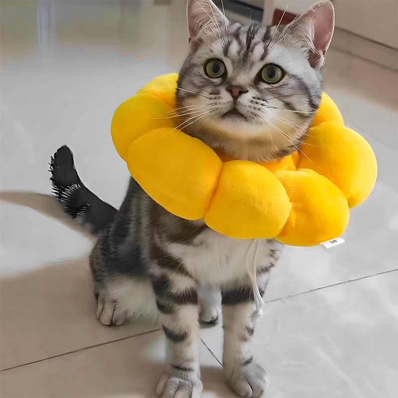 小猫咪项圈防咬防抓防舔防咬绝育