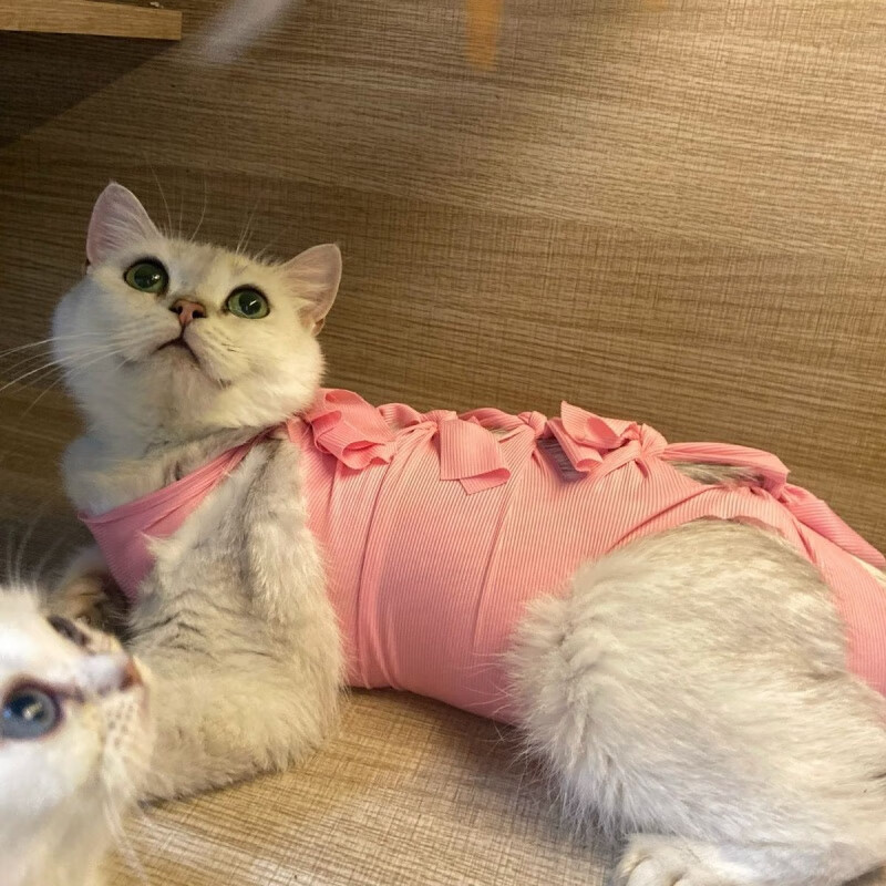 猫咪绝育服母猫手术后生理衣服透气戒奶服断奶服公猫防舔宠物用品