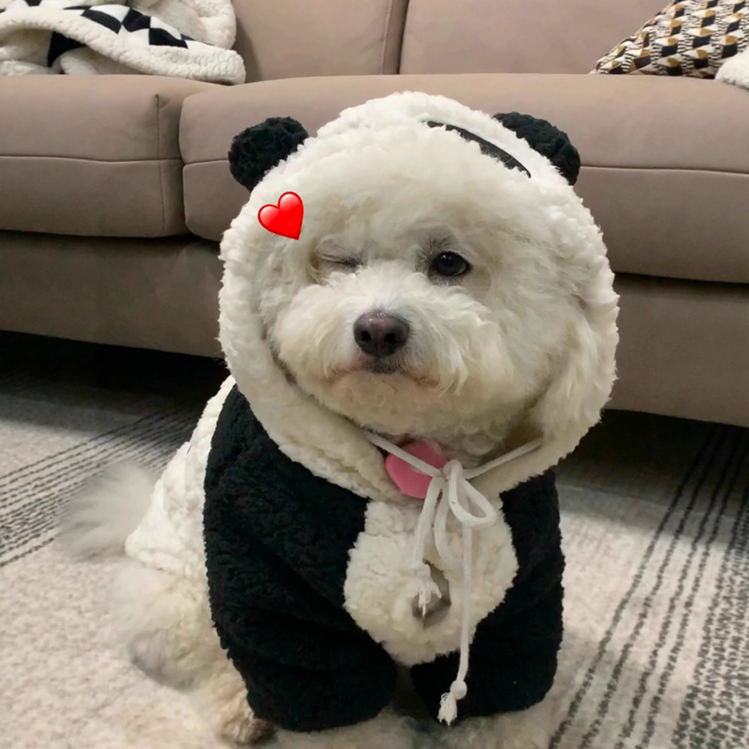 金毛萨摩耶柯基中大型犬秋冬款