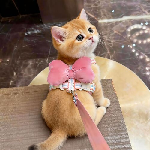 可爱猫咪牵引绳蝴蝶结胸背带户外专用可调节防挣脱溜猫神器背心式