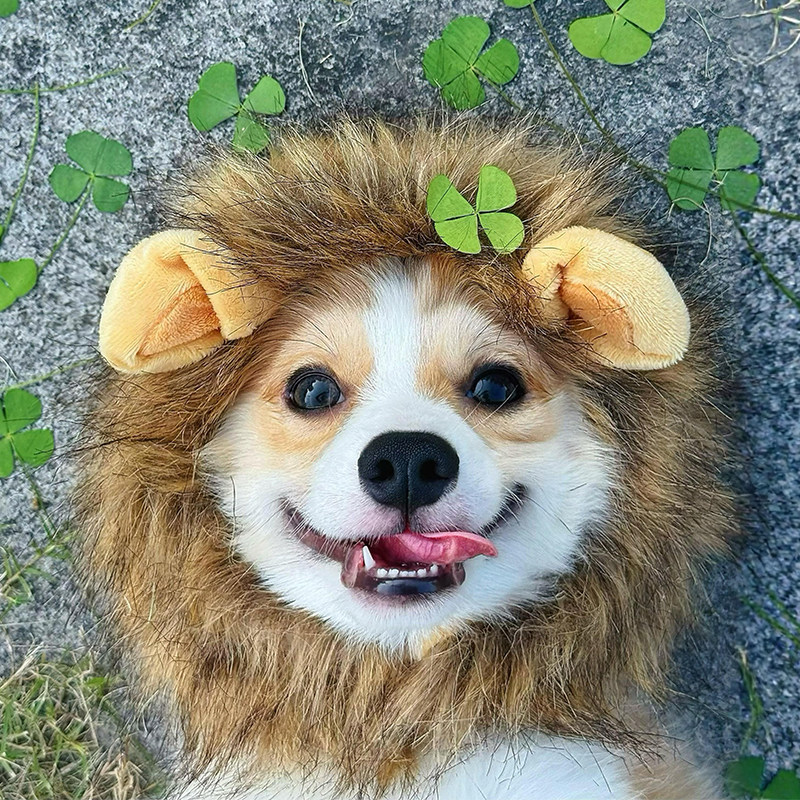 狗狗可爱搞怪狮子帽头饰猫咪幼犬