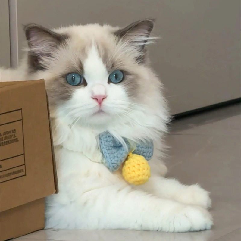 猫咪围脖手工编织口水巾兔子小狗