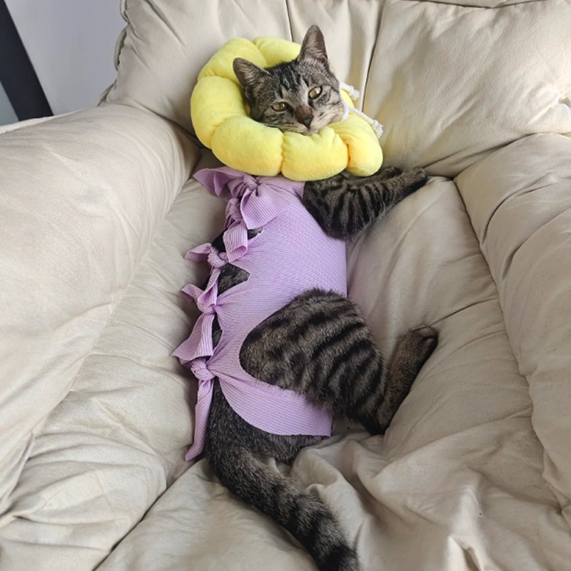 貓咪絕育服母貓手術服貓防舔術后