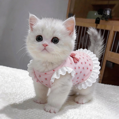 猫咪衣服春夏季薄款透气连衣裙