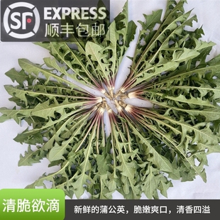 (顺丰包邮)新鲜蒲公英 婆婆丁黄花地丁野菜大棚蒲公英 时令蔬菜