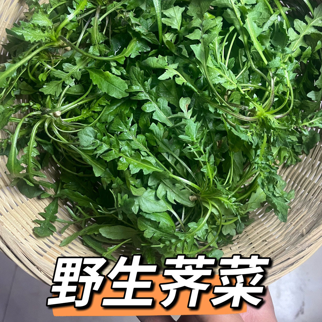 【顺丰速运】纯野生荠菜新鲜现挖荠荠菜地丁菜北方当季野菜馄饨馅