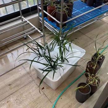 极速厂销304不锈钢o兰花架君子兰专用架两层可移动花架兰架可定做