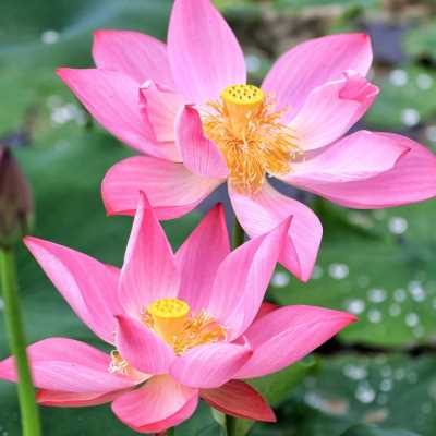 荷花种藕花苗碗莲水培植物带花苞观赏G水培睡莲种根鱼缸绿植四季