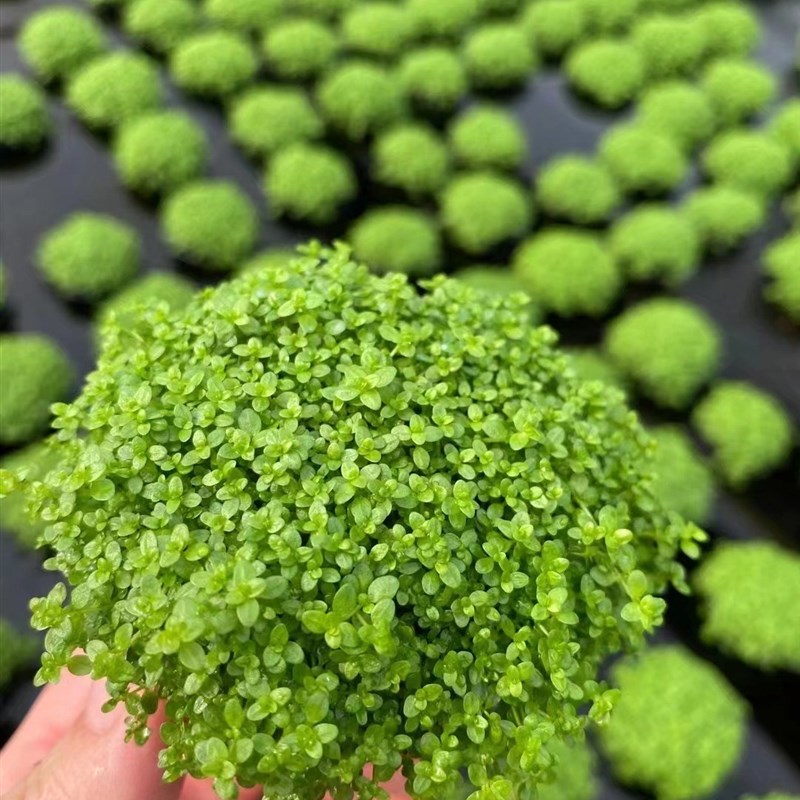极速迷你矮珍珠小坨草鱼缸造景水草场直发K懒人水培增氧淡水草活