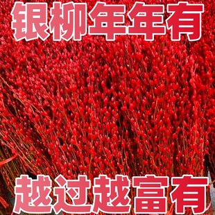极速【招财银留】银柳真花鲜枝年宵花卉大红色银S柳干花柳枝水养