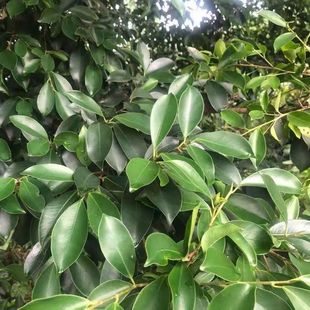 极速榕树枝叶500克新鲜现采中草药材细叶榕小Q叶榕药用榕树叶鲜品