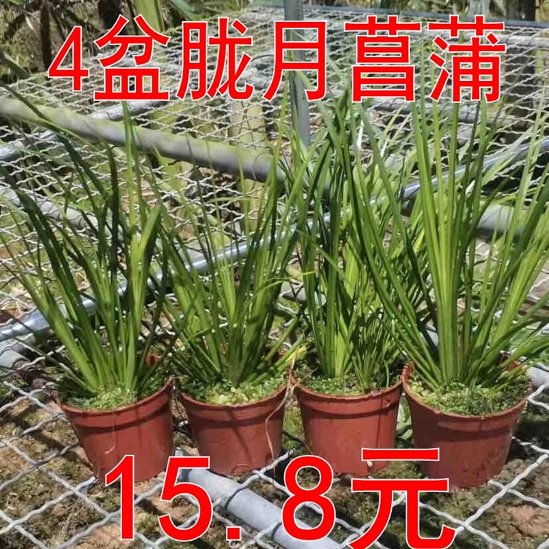 极速4盆胧月菖蒲15.8元包邮绿植室内吸水石假R山石室内水陆缸乌龟
