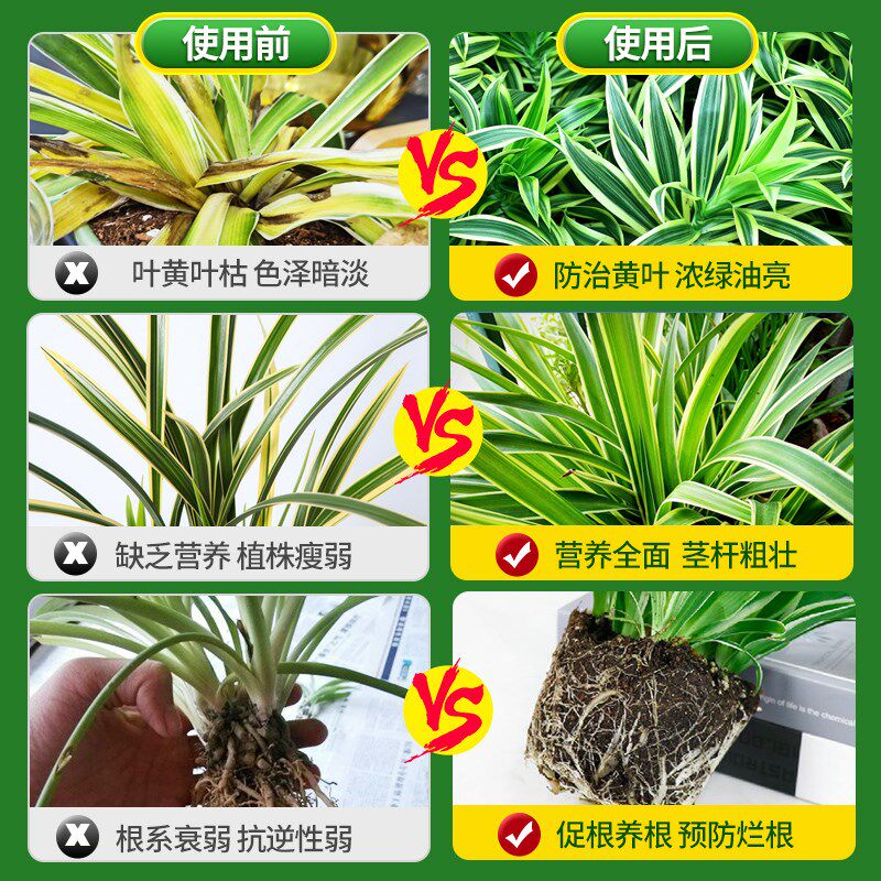 极速吊兰肥料营养液金边吊兰家用水培土培盆栽植物V爆根剂开花生