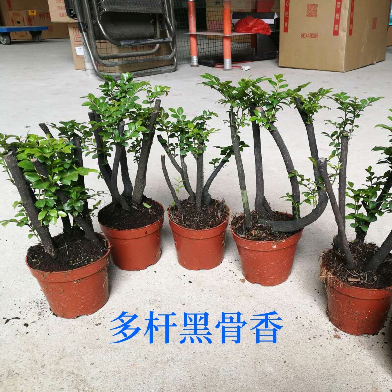 极速黑骨香 盆景植物办公桌v摆放好养 树桩观叶四季常青室内吸甲