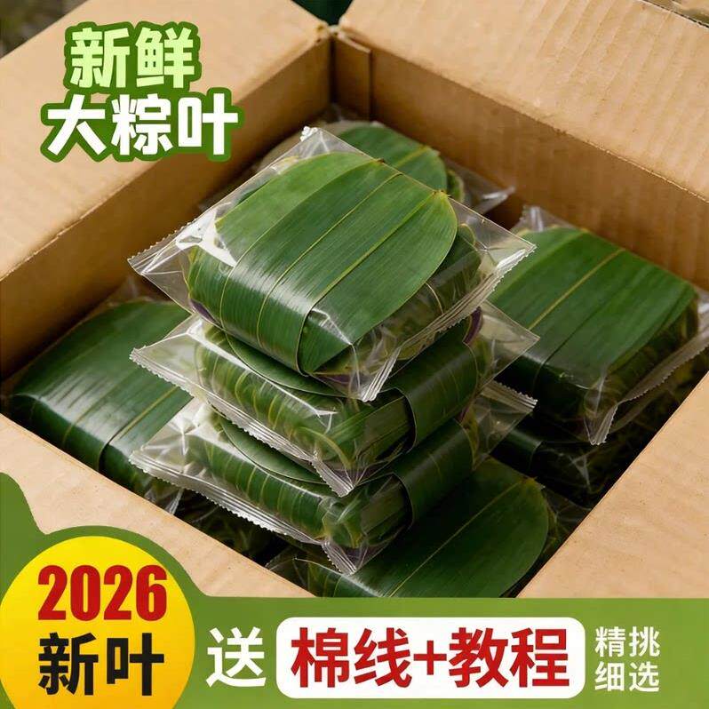 农科院粽叶包粽子专用新鲜粽子叶干特大号官方旗舰店端午商用