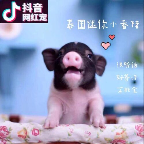 网红小型泰国小香猪长不大活体宠物猪可爱迷你幼体好养幼崽活物猪