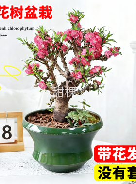 招桃花盆栽活树苗室内客厅风水树观赏四季桃花寿星桃室内阳台盆景