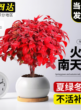 火焰南天竹盆栽客厅红叶绿植树苗耐寒老桩小盆景室内四季好养花卉