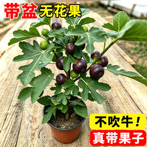 【带果带盆】无花果盆栽