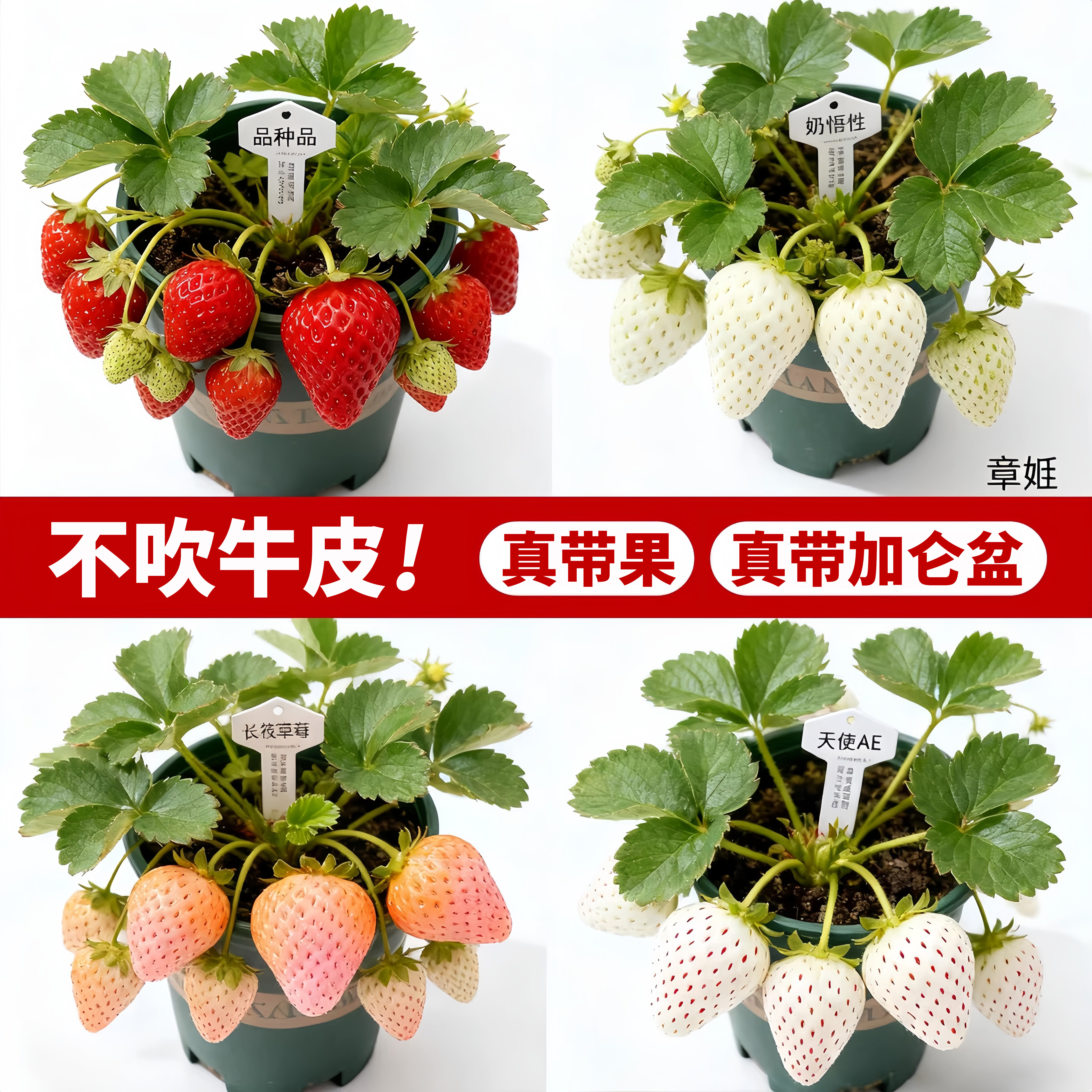 草莓苗秧盆栽带果带盆四季奶油草莓秧苗特大号玄玉红颜丹东99新苗,鲜花速递/花卉仿真/绿植园艺,种苗/半成品盆栽,淘宝优惠券,粉丝福利购,淘宝优惠卷