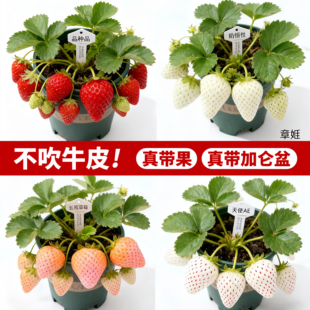草莓苗秧盆栽带果带盆四季奶油草莓秧苗特大号玄玉红颜丹东99新苗