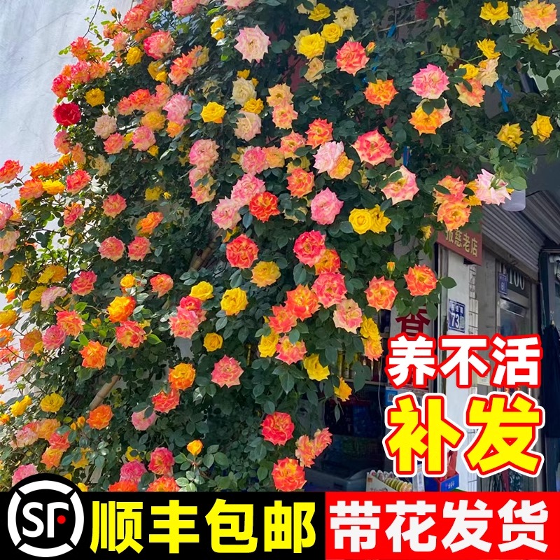 藤彩虹藤本月季花苗盆栽爬藤植物四季开花卉庭院玫瑰蔷薇爬墙绿植