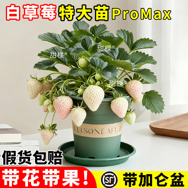 白草莓盆栽特大号带盆栽好