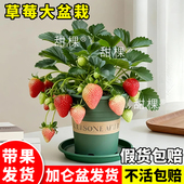 草莓苗盆栽带果苗秧带盆特大号四季 奶油隋珠红颜淡雪室内阳台果苗