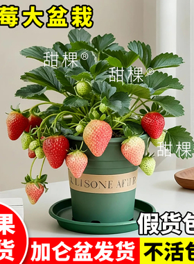 特大号草莓苗盆栽带果带盆苗秧四季奶油隋珠红颜淡雪室内阳台果苗