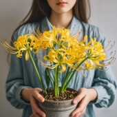 忽地笑彼岸花种球盆栽曼珠沙华花种带花苞花苗石蒜室内外植物花卉